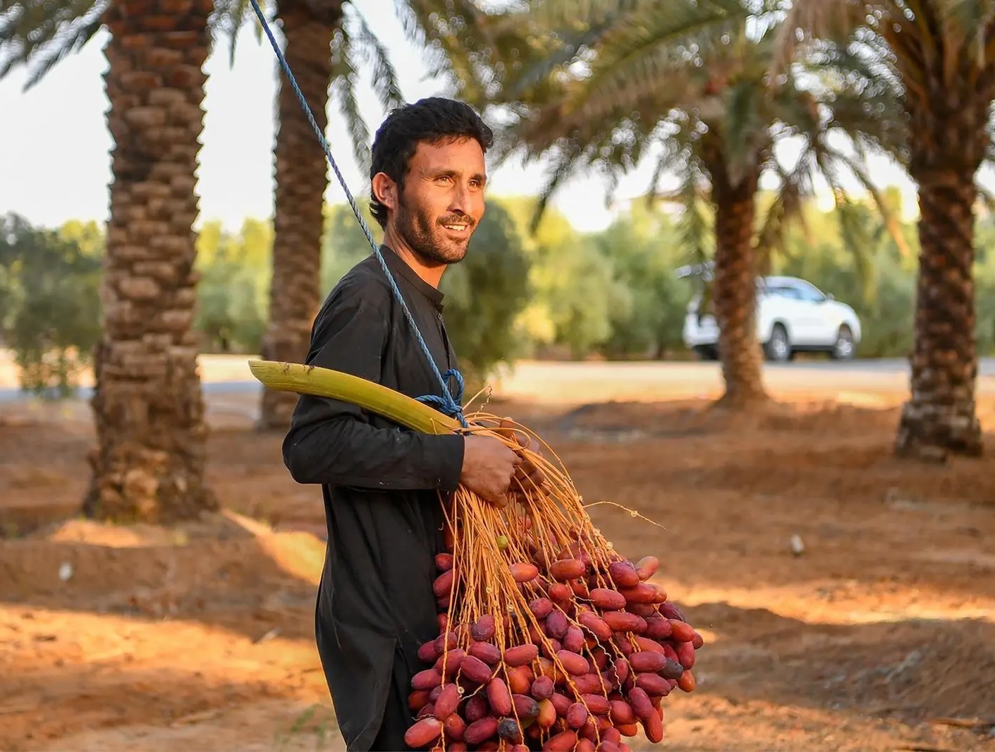 Date farmer carrying freshly harvested red dates through a Saudi palm grove