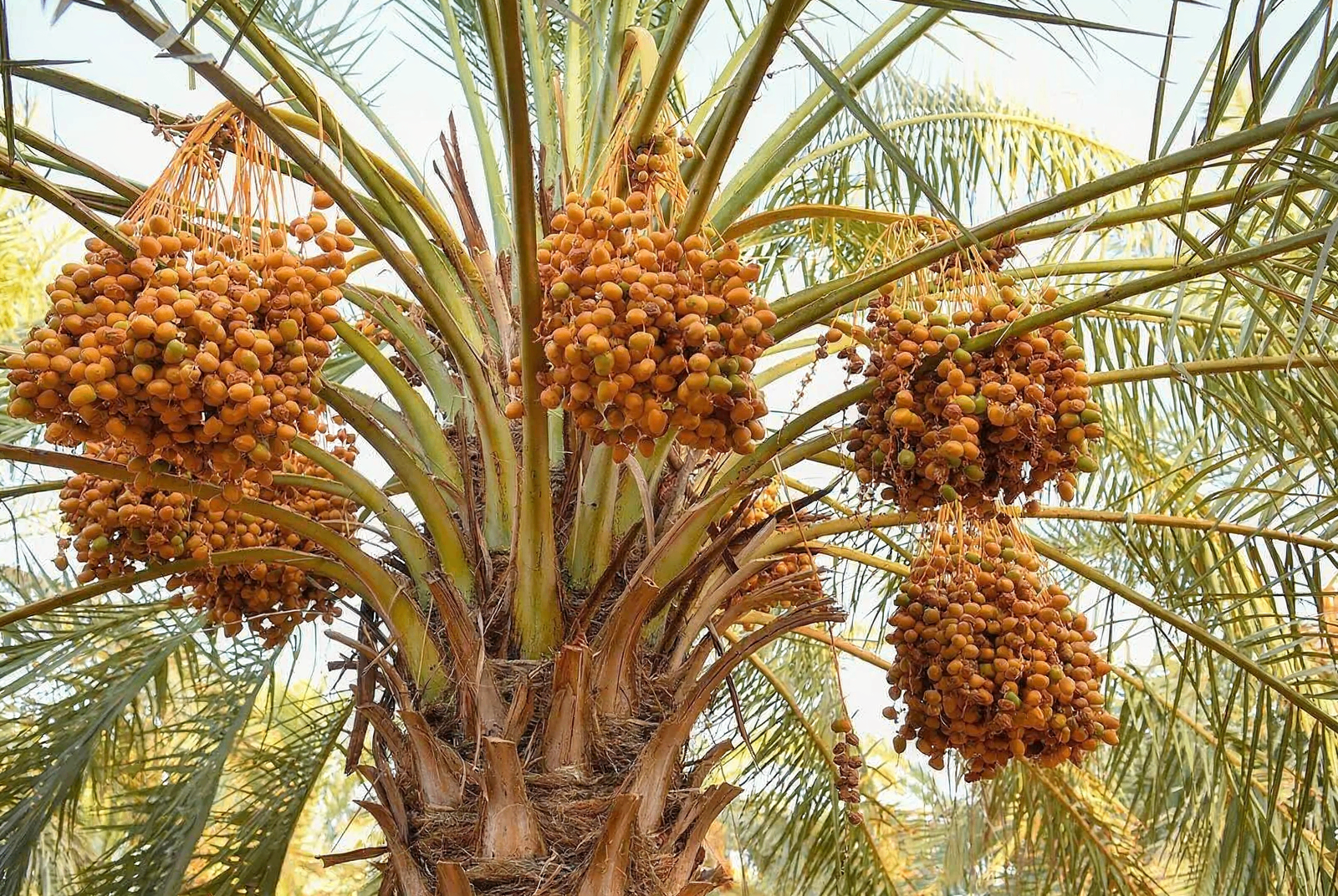 Golden date clusters hanging from a palm tree