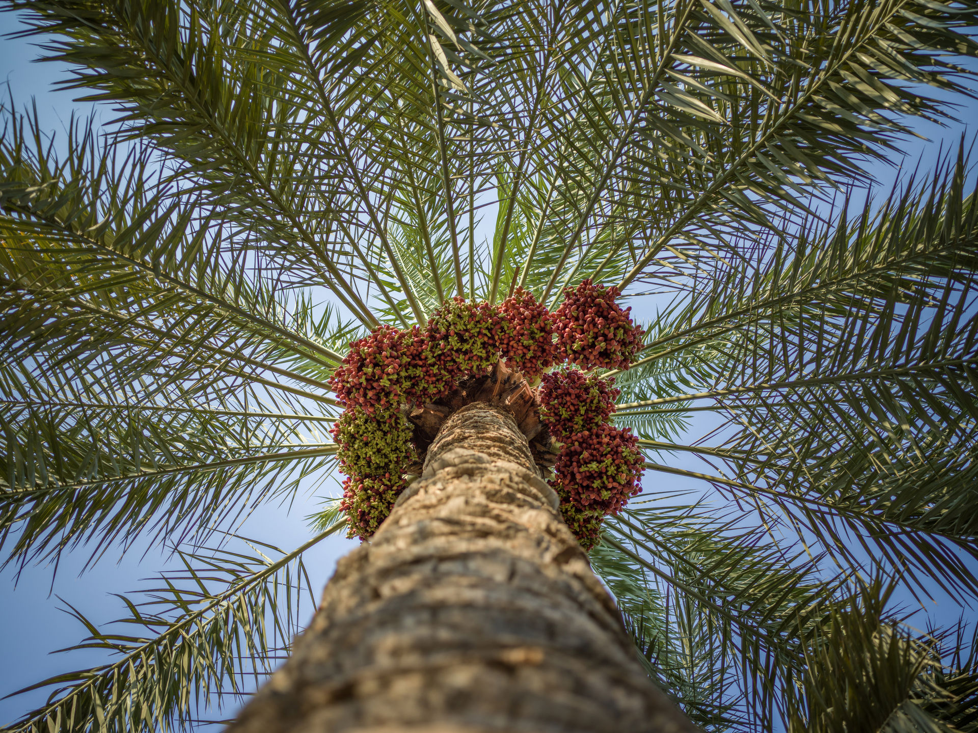 Date palm seen from below in a Saudi grove